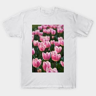 Various tulips in the park T-Shirt